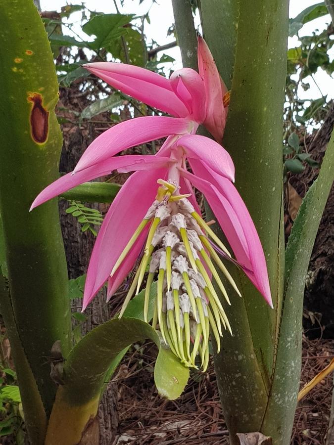 Pousada Recanto Dos Beija Flores Monte Alegre do Sul Exterior foto